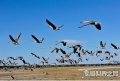 迁徙的鸟类有哪些，大雁、燕子、白鹳等都是常见的迁徙鸟类